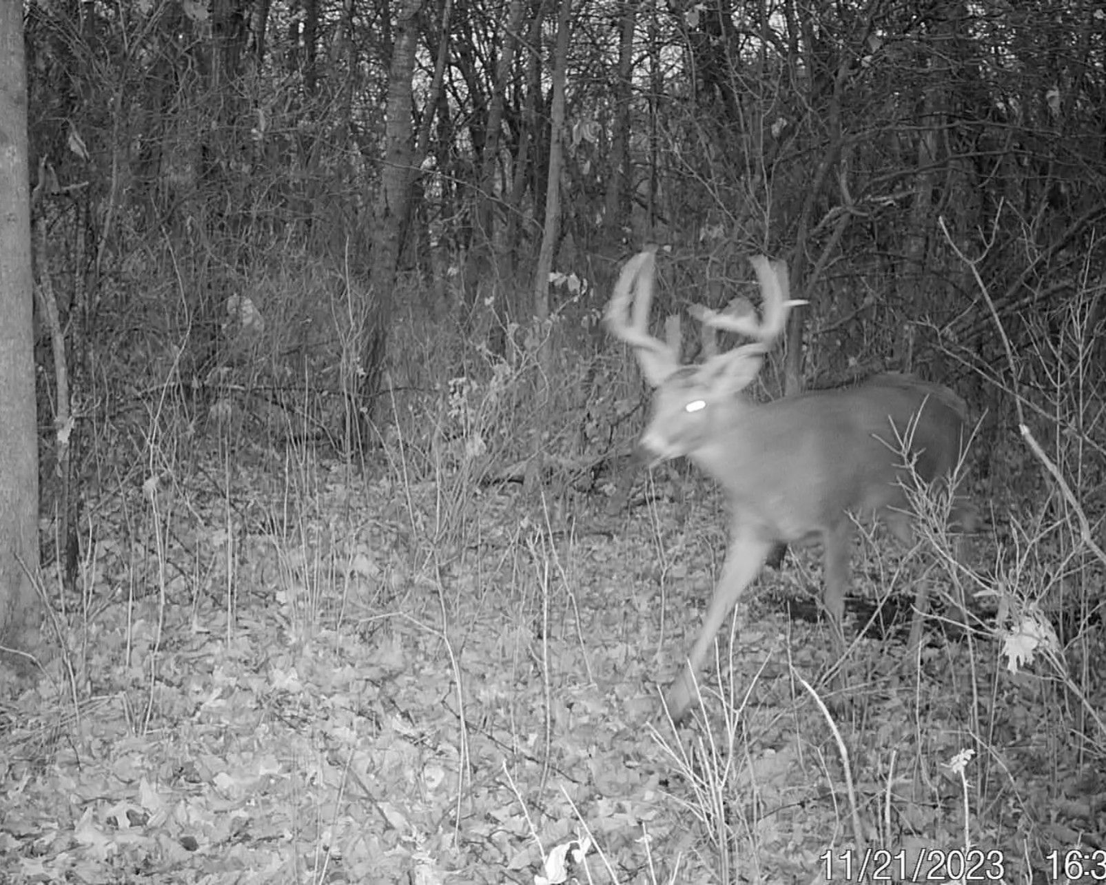 Listing Photo: Iowa-Buck-Hunting-Farm-Available